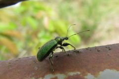 ケブカトゲアシヒゲボソゾウムシ