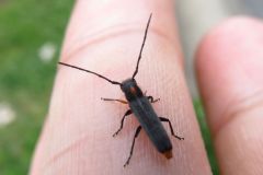 キクスイカミキリ