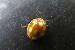 シロトホシテントウ