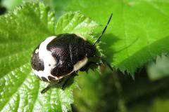アカスジキンカメムシ