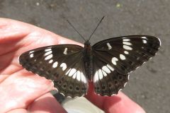 アサマイチモンジ