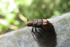 アトジロサビカミキリ