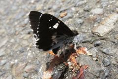 ダイミョウセセリ