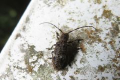 ヒメナガサビカミキリ