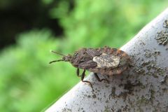 イボヒラタカメムシ