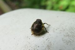 マルウンカ