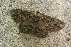 ヒロバウスアオエダシャク
