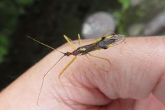 ヒゲナガサシガメ