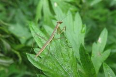 カマキリの幼虫