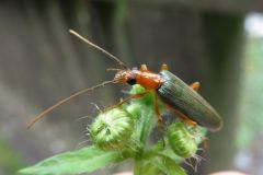 カトウカミキリモドキ