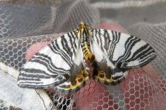 ナミガタシロナミシャク