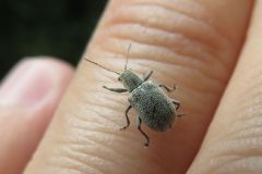 ニホンケブカサルハムシ