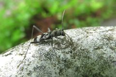 トゲヒゲトラカミキリ