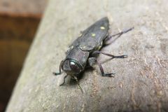 オオムツボシタマムシ
