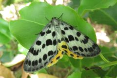 ヒョウモンエダシャク