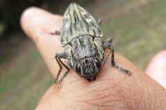 ウバタマムシ