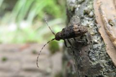 アトジロサビカミキリ