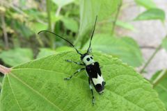 ラミーカミキリ