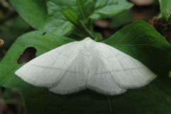 ウスアオエダシャク