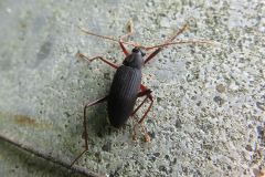 オオクチキムシ