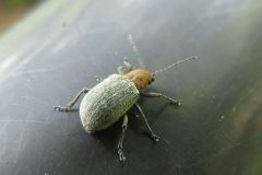 セアカケブカサルハムシ