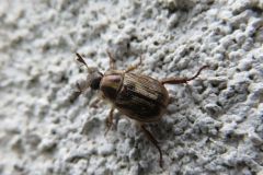 セマダラコガネ