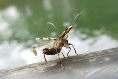 トガリバアカネトラカミキリ