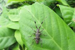 セミスジコブヒゲカミキリ