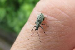 クロホシクチブトゾウムシ