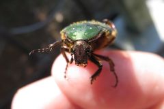 アオハナムグリ