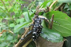 ゴマダラカミキリ
