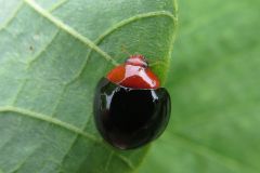 ムネアカオオクロテントウ