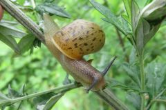 ウスカワマイマイ