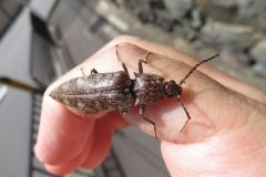 ヒゲコメツキ