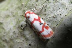 アカスジシロコケガ