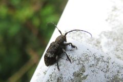 ヒメナガサビカミキリ