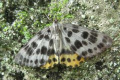 ヒョウモンエダシャク