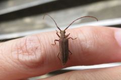 ケブトハナカミキリ