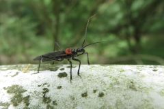 クビアカサシガメ