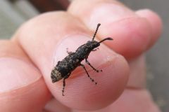 ナカフトヒゲナガゾウムシ