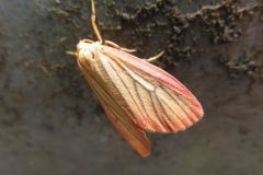 オオベニヘリコケガ