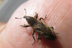 ハスジカツオゾウムシ