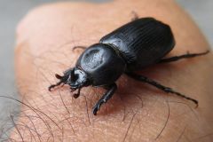 コカブトムシ