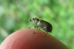 ミドリクチブトゾウムシ