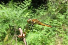 アキアカネ