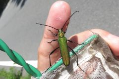 アオカミキリ