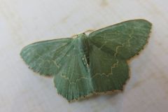 ハガタキスジアオシャク