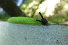 クロコノマチョウの幼虫