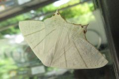 ウスキツバメエダシャク