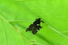 カザリバガの一種？